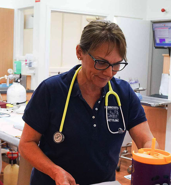 Rochester vet services Desexing and reproductive health